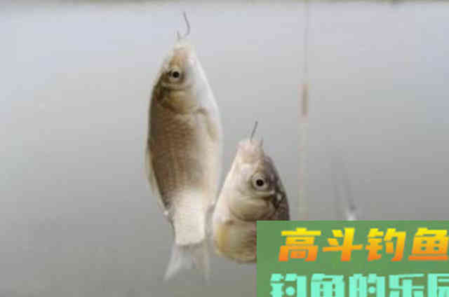 钓小鲫鱼,巧碰大鱼上钩该如何破解?这3个策略可应对 钓小鲫鱼,巧碰大鱼上钩该如何破解?这3个策略可应对
