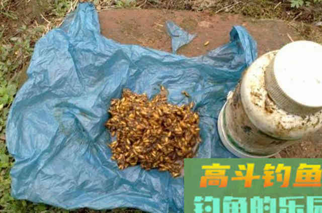 从小鲫鱼中还能钓大板鲫?钓鱼老前辈的方法 从小鲫鱼中还能钓大板鲫?钓鱼老前辈的方法