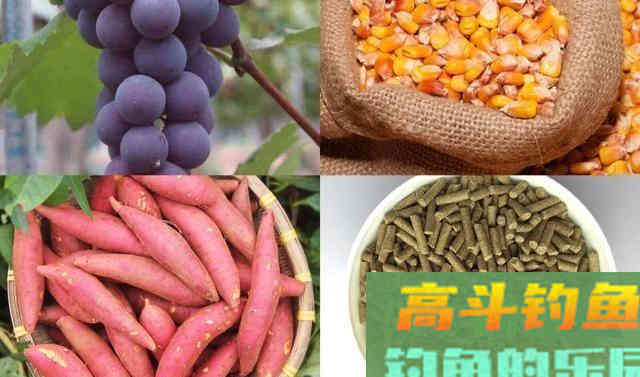 高手详细分析，垂钓青鱼该如何选择饵料