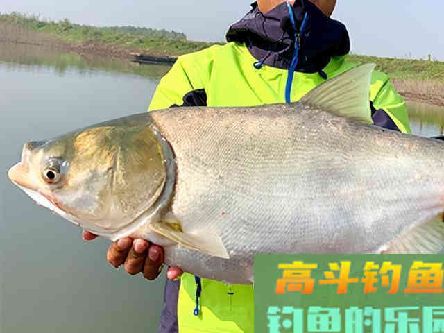 夏季钓鲢鳙总是锚鱼，老钓友告诉你问题出哪里