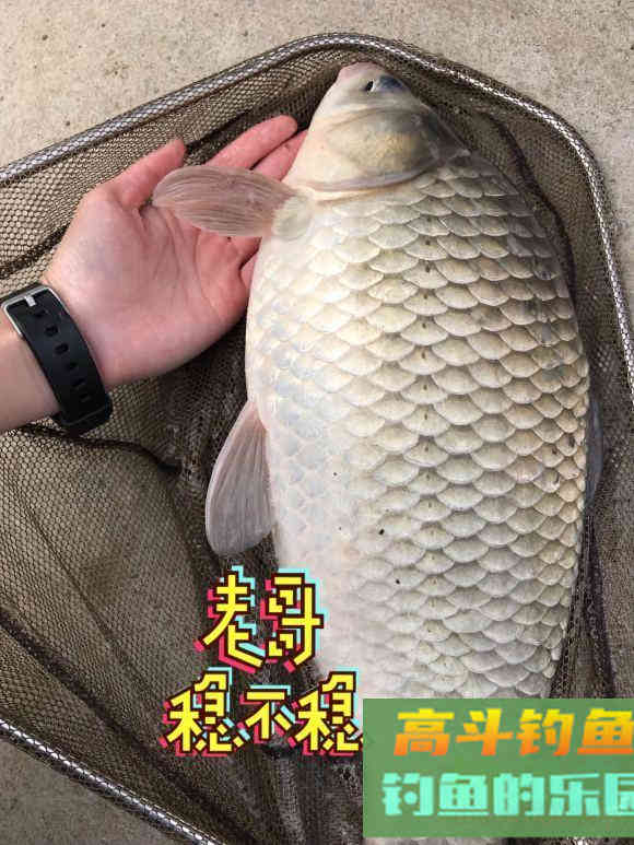 秋季钓大鲫鱼攻略，找准它们活跃的地方