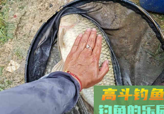 鲫鱼的长相，鲤鱼的胃口，黑坑钓工程鲫