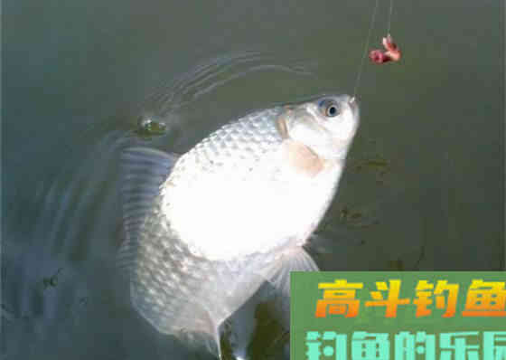 仲春野钓鲫鱼，想要渔获满满，怎么钓呢？