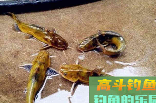 征服黄颡鱼就得用这钓法,暗静浑活荤腥多粗大 征服黄颡鱼就得用这钓法,暗静浑活荤腥多粗大