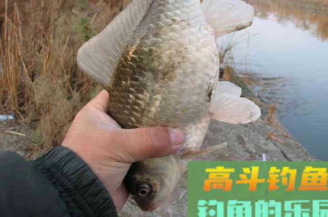 冬天一到，大板鲫就难钓？找到这3个藏鱼宝地