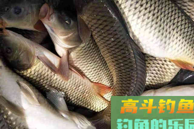 入秋后，钓鲤鱼，不试试这几招，鱼获休想翻倍