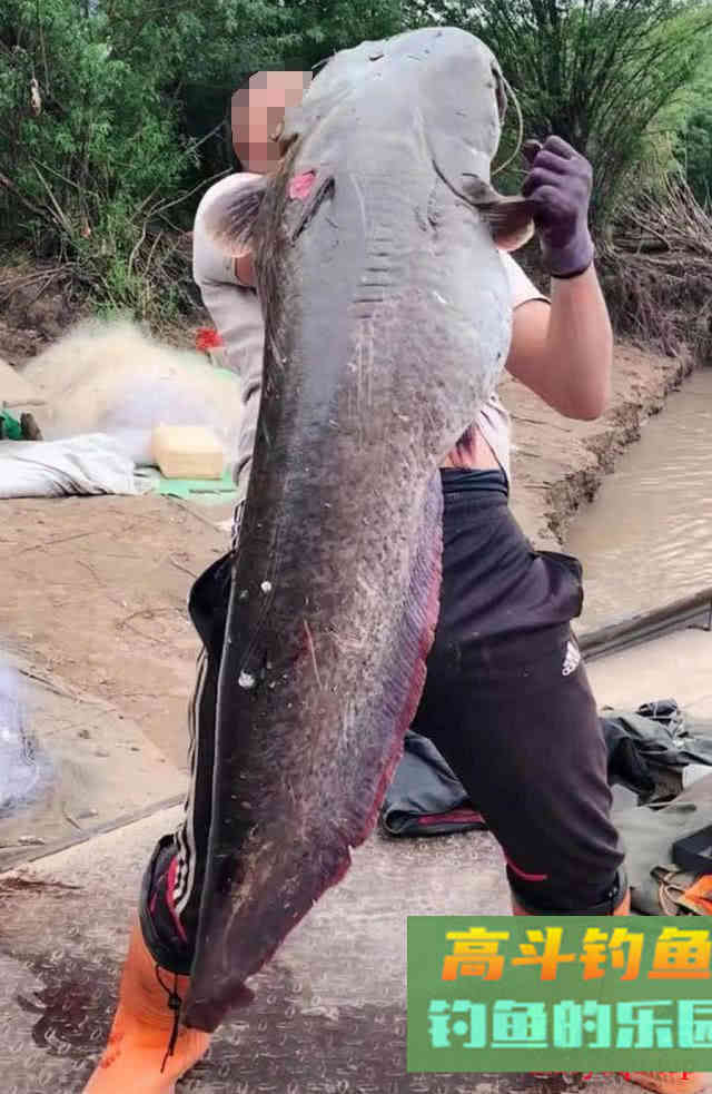 鲶鱼是否也适合路亚钓法？路亚鲶鱼掌握这4点很重要