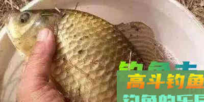 钓鲫鱼没啥饵料秘笈,调钓最关键的几点在这 钓鲫鱼没啥饵料秘笈,调钓最关键的几点在这