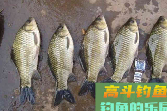 冬天到了,鲫鱼更难钓?那是你没试过这3招 冬天到了,鲫鱼更难钓?那是你没试过这3招