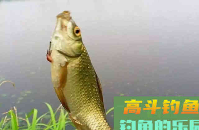 海竿钓鲤鱼，上钩后会出现什么问题，老手都得注意这个