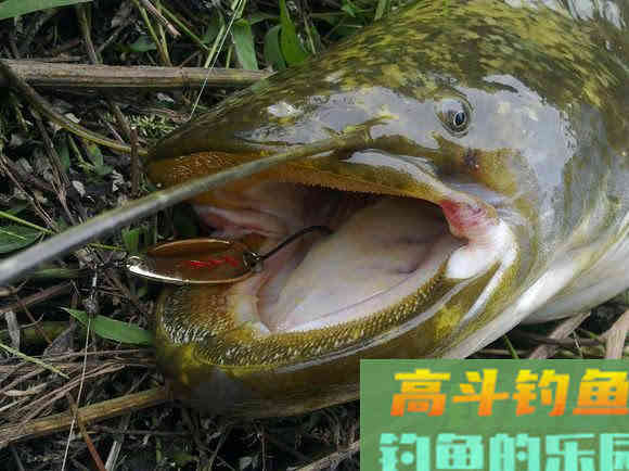鲶鱼是否也适合路亚钓法？路亚鲶鱼掌握这4点很重要