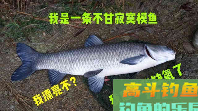 黑坑钓青鱼如何抓口？读懂漂相及时提杆是抓口的关键