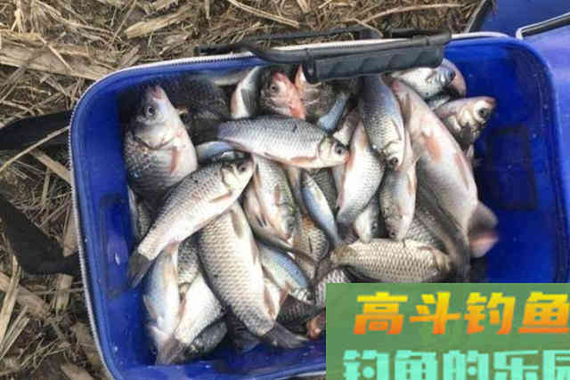 二十年老钓手再次泄露，每次狂拉板鲫都用这钓法