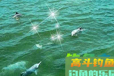 自83年出现过一次，鯮鱼已整整37年未见踪迹