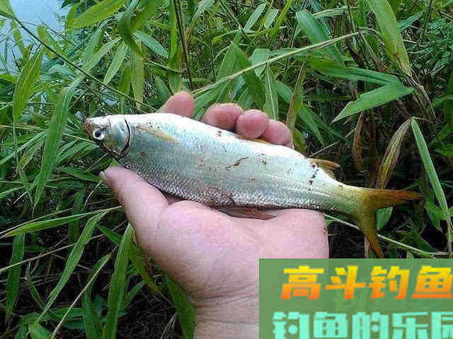 嘴巴小尾巴黄，3两重的冲劲很大，这鱼该如何垂钓