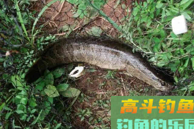 到了秋天，黑鱼只要按我这样钓