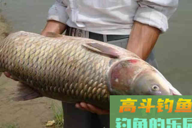 3月草鱼就该这样钓,方法简单,越钓越有劲 3月草鱼就该这样钓,方法简单,越钓越有劲
