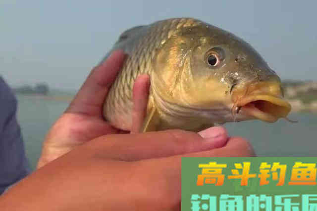 钓点有鲤鱼冒泡，却怎么也不肯吃钩？怎么办