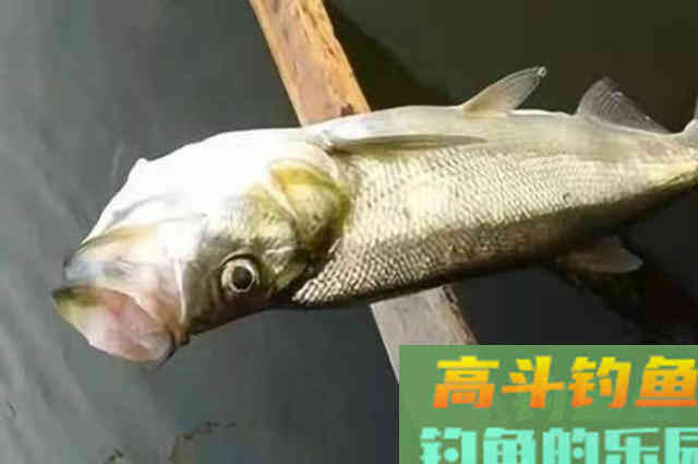 天气热，翘嘴鱼反而不好钓，试用这3招，比钓鲫鲤鱼更过瘾
