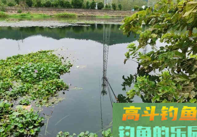 都知道钓鲫鱼要找水草,但很多人忽略了第二步 都知道钓鲫鱼要找水草,但很多人忽略了第二步