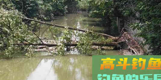寿命50年的鳗鱼，产卵一次便死亡，要如何钓