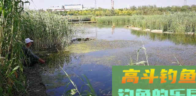 雷强黑鱼怎么钓？应该从鱼杆、拟饵、钓点、钓法入手