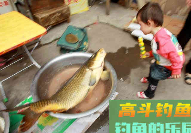 野钓鲤鱼这些年，心得不过这四条，注意这些小窍门