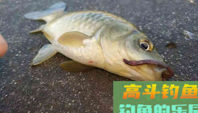 冬钓鲫鱼这些小技巧你要知道,别总是老一套 冬钓鲫鱼这些小技巧你要知道,别总是老一套