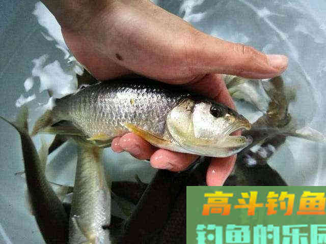 这两种水域用马口，也能尽享马口中鱼之乐