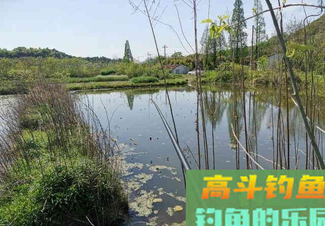 荒废藕塘垂钓鲫鱼，先找出难点再对应施钓