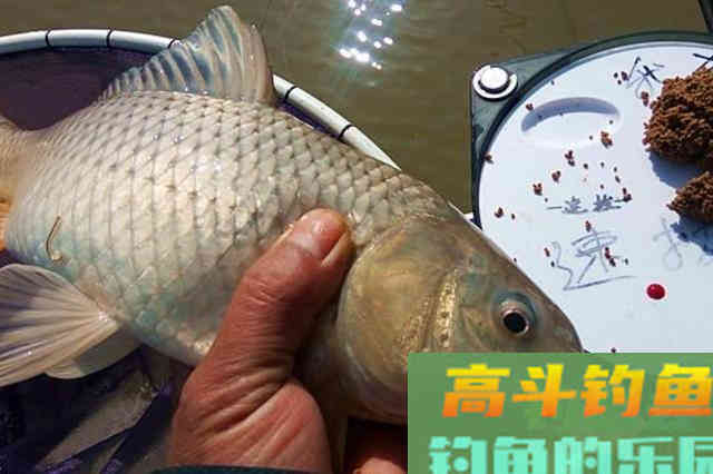 春天的鲤鱼为啥那么好钓？原来老司机是这样钓