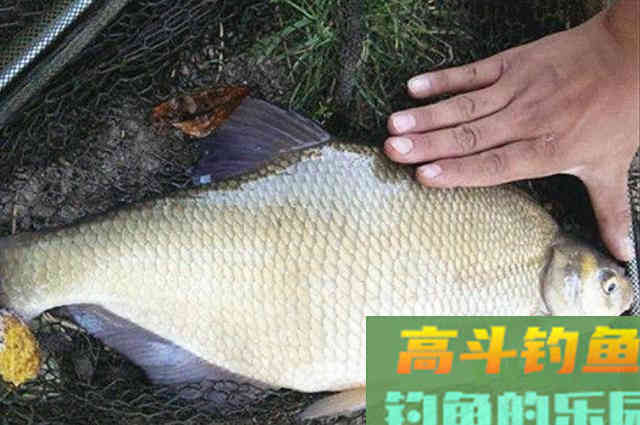 这鳊鱼钓法果然百试不爽 这鳊鱼钓法果然百试不爽
