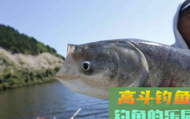 深秋的鲢子这么抽,连杆中鱼真不是事 深秋的鲢子这么抽,连杆中鱼真不是事