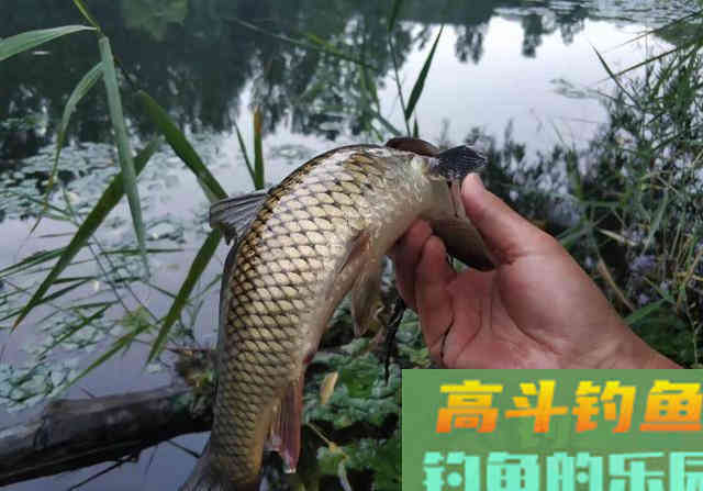 仲春鲤鱼如何钓？因地制宜分析鱼情从水深钓法入手