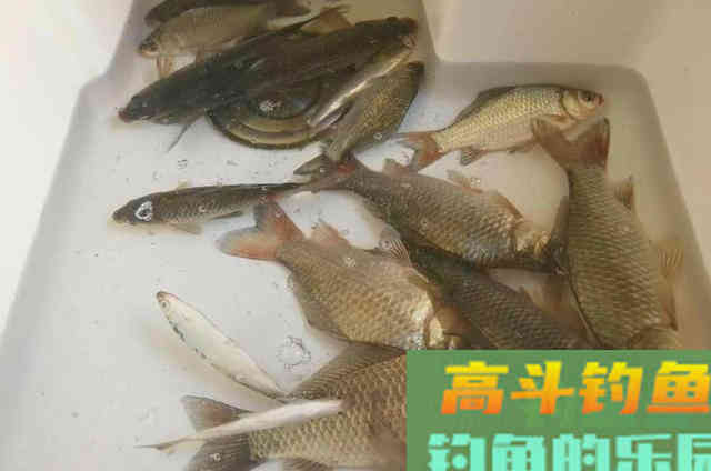 在寒冷的冬季,可供钓友参考或直接采用的一种鲫鱼钓法 在寒冷的冬季,可供钓友参考或直接采用的一种鲫鱼钓法