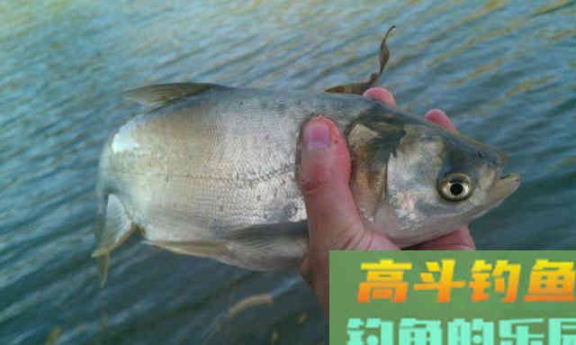五至八度的冬天,到底还能不能钓到鲢鳙 五至八度的冬天,到底还能不能钓到鲢鳙