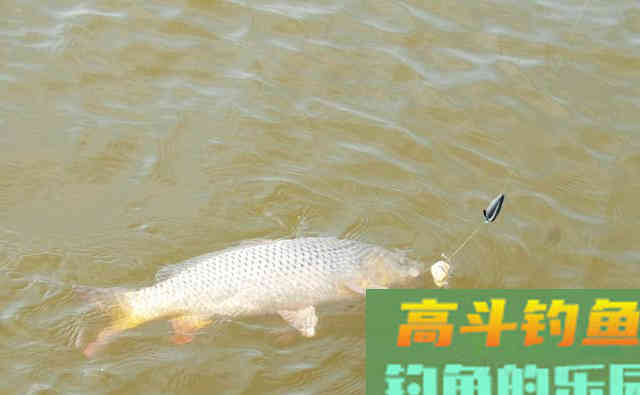 秋季鲤鱼肥美，也是野钓的最佳时机