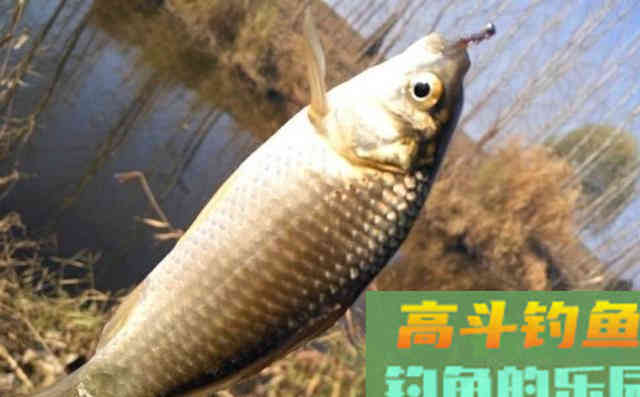 春季钓获罕见2斤的巨型鲫鱼，野钓鲫鱼详细攻略教学