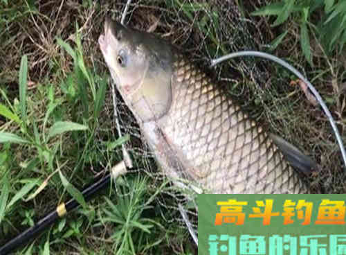 野生草鱼为什么夏季好钓,深秋却难钓?做好这3点即可 野生草鱼为什么夏季好钓,深秋却难钓?做好这3点即可