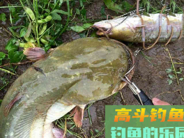 鲶鱼是否也适合路亚钓法？路亚鲶鱼掌握这4点很重要