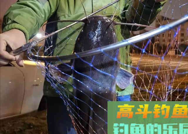 还有比黄辣丁更傻的鱼？胡子鲶：我不笨，就是嘴大吃得多