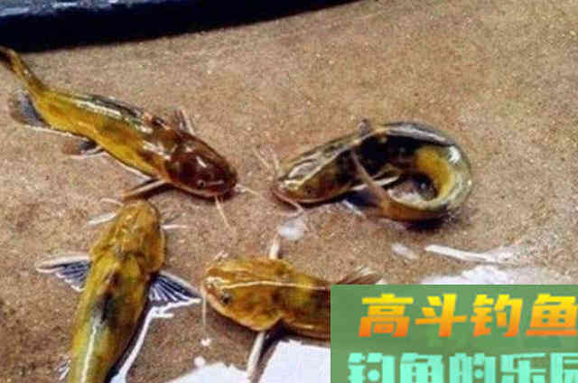 天热后,按我说的做,钓黄骨鱼一条又一条 天热后,按我说的做,钓黄骨鱼一条又一条