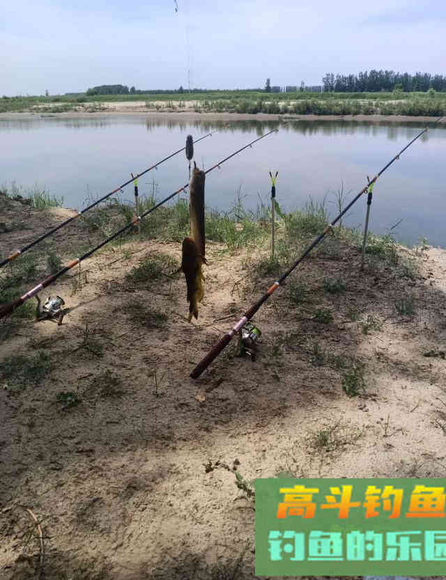 都知道黄颡鱼喜荤食,但你要知道钓法上的讲究也不少 都知道黄颡鱼喜荤食,但你要知道钓法上的讲究也不少