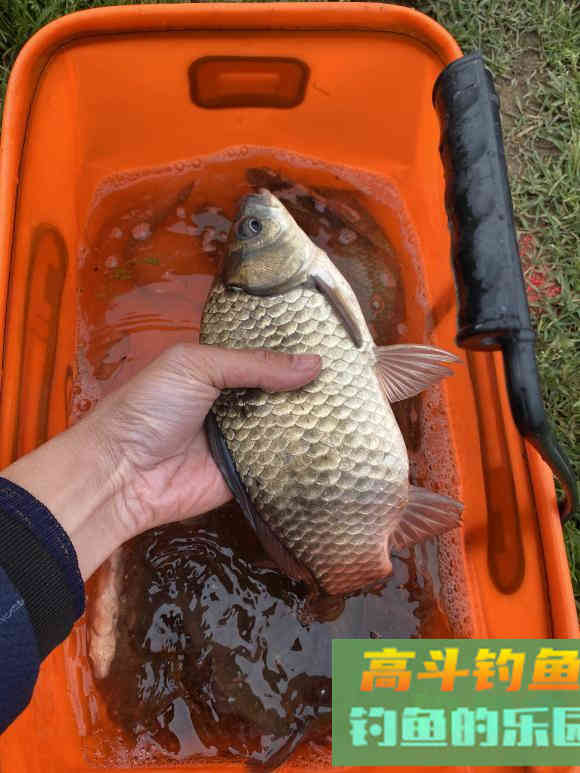 秋季钓大鲫鱼攻略，找准它们活跃的地方