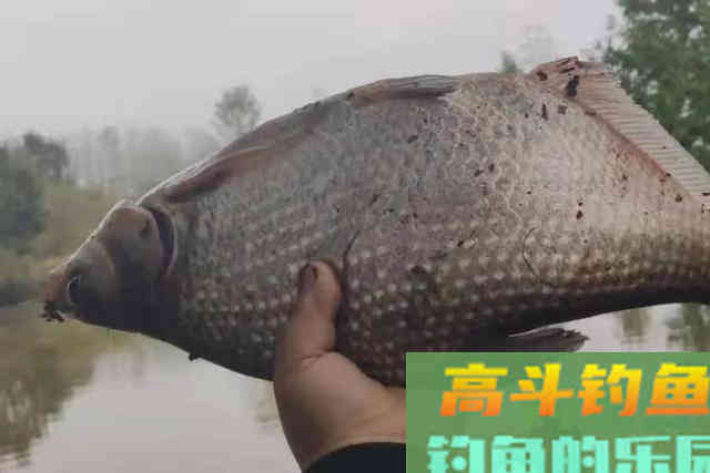 每逢夏季我必用这鳊鱼钓法