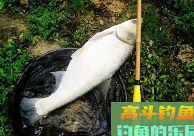 手竿钓鲢鳙其实不难，前提是得掌握这些技巧