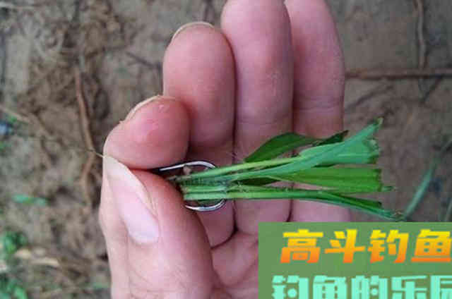 钓草鱼，却怎么也钓不过瘾？试试这几招