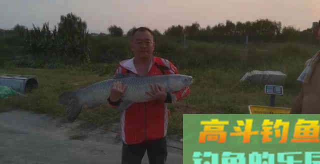 高手详细分析，垂钓青鱼该如何选择饵料