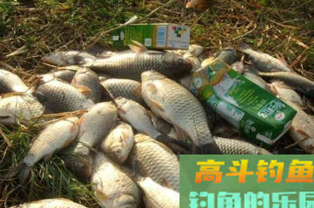 怪不得大板鲫一钓一个准,原来老司机们都有绝招 怪不得大板鲫一钓一个准,原来老司机们都有绝招