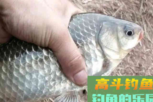 喜欢钓鲫鱼的一定要收藏,学会这个钓法,手感倍增 喜欢钓鲫鱼的一定要收藏,学会这个钓法,手感倍增